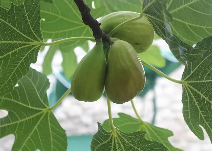 Geraeumige Mit Drei Schlafzimmern Und Einem Ruhigen Garten By Interhome Tatil Evi Grižane