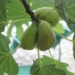 Geraeumige Mit Drei Schlafzimmern Und Einem Ruhigen Garten By Interhome Prázdninový dům Grižane