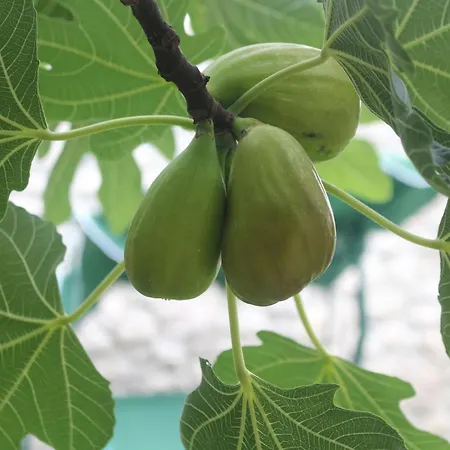 Geraeumige Mit Drei Schlafzimmern Und Einem Ruhigen Garten By Interhome Ferienhaus Grižane